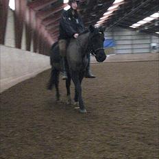 Anden særlig race Lopin *Solgt*