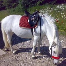 Anden særlig race Lucky