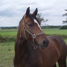 Dansk Varmblod Dinina