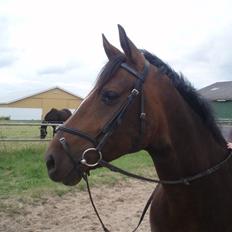 Dansk Varmblod Dinina