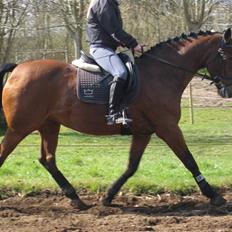 Dansk Varmblod Monlight.passer den ikmer