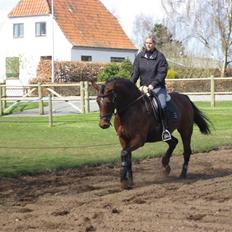 Dansk Varmblod Monlight.passer den ikmer
