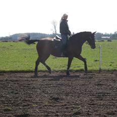 Dansk Varmblod Monlight.passer den ikmer