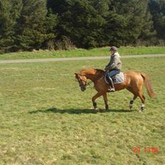 Anden særlig race Baloulot Z (givet væk)