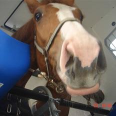 Anden særlig race Baloulot Z (givet væk)