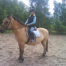 Anden særlig race teddy