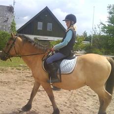 Anden særlig race teddy