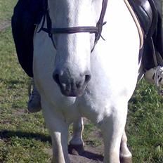 Anden særlig race Lucky