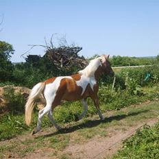 Anden særlig race C-mol 