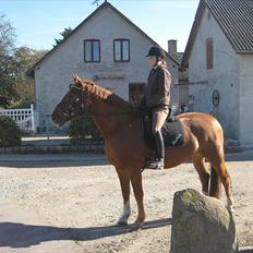 Frederiksborg Rubin [Himmelhest]