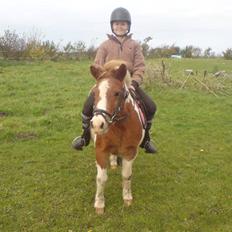 Anden særlig race Faurlunds Filippa R.I.P