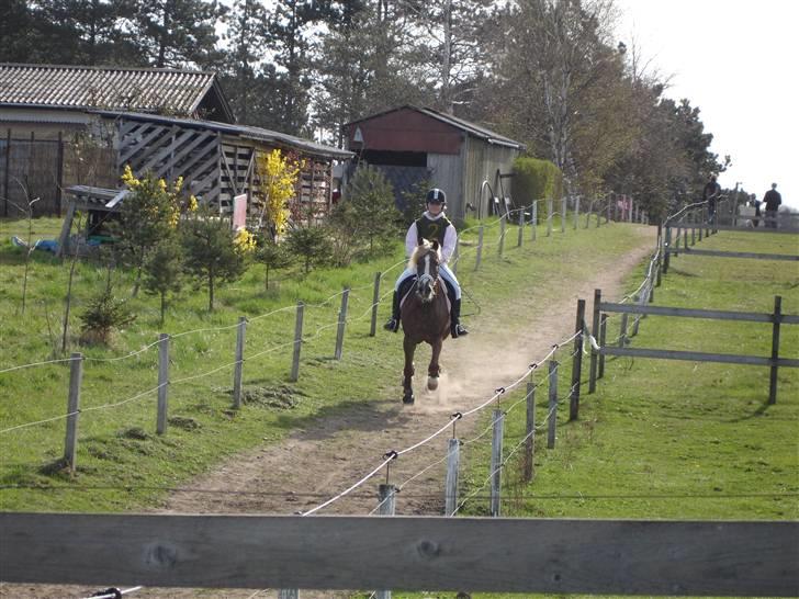 Welsh Cob (sec D) Glanvyrnwy Olwena billede 9