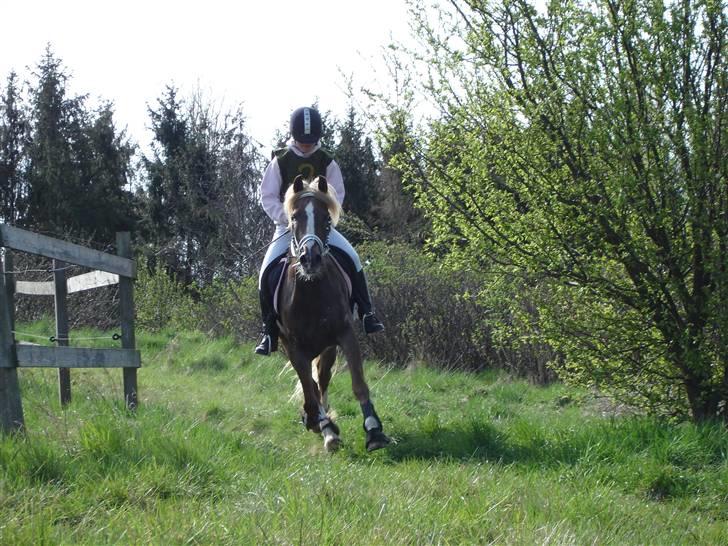 Welsh Cob (sec D) Glanvyrnwy Olwena billede 10