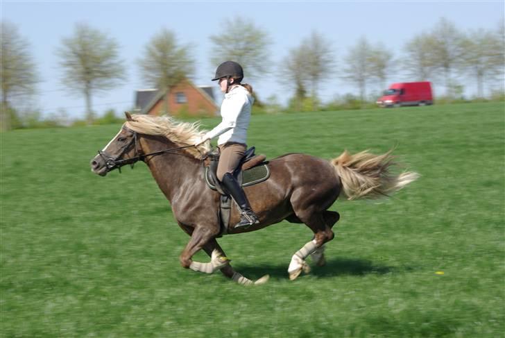 Welsh Cob (sec D) Glanvyrnwy Olwena billede 12