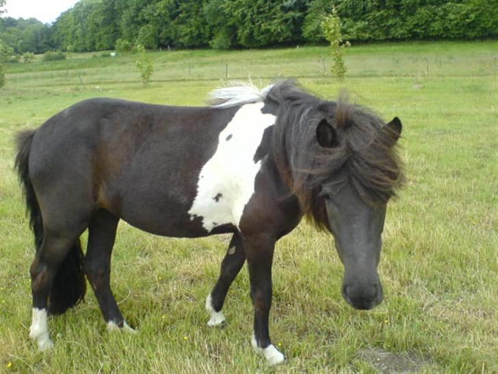 Islænder Katla (føl) - hej med dig:) billede 5