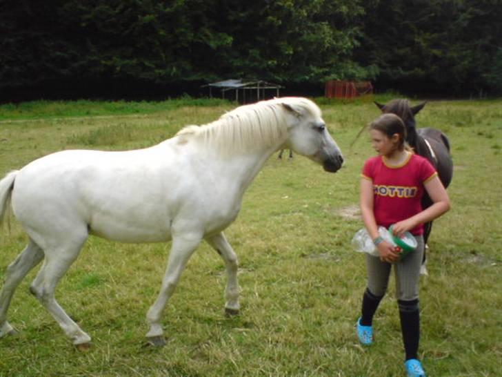 Islænder Katla (føl) - "nyt" katla på ny fold billede 6