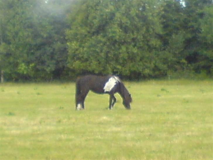 Islænder Katla (føl) billede 7