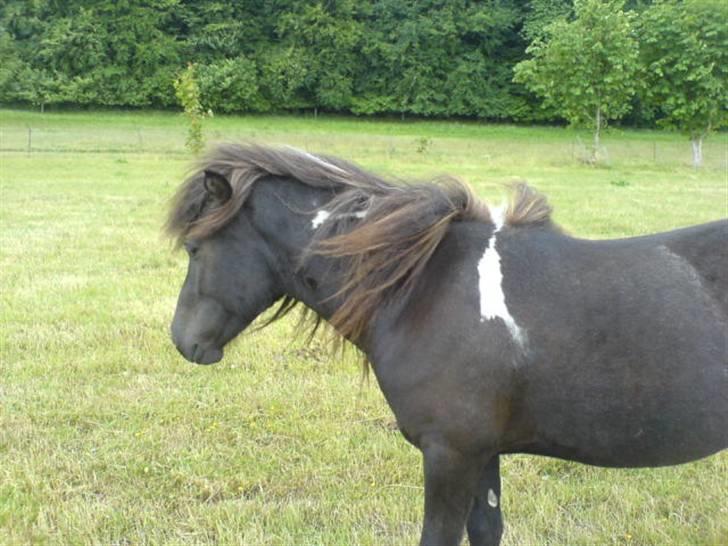 Islænder Katla (føl) - byder du ikke velkommen? billede 8