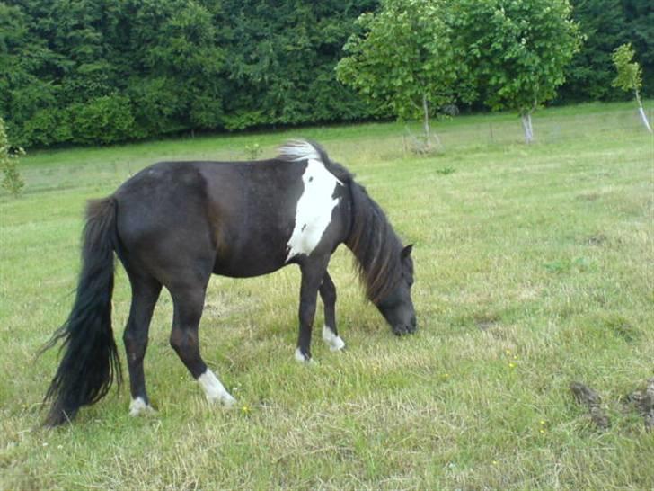 Islænder Katla (føl) - hej hej husk at ligge en kommentar vist du har lyst:) billede 9