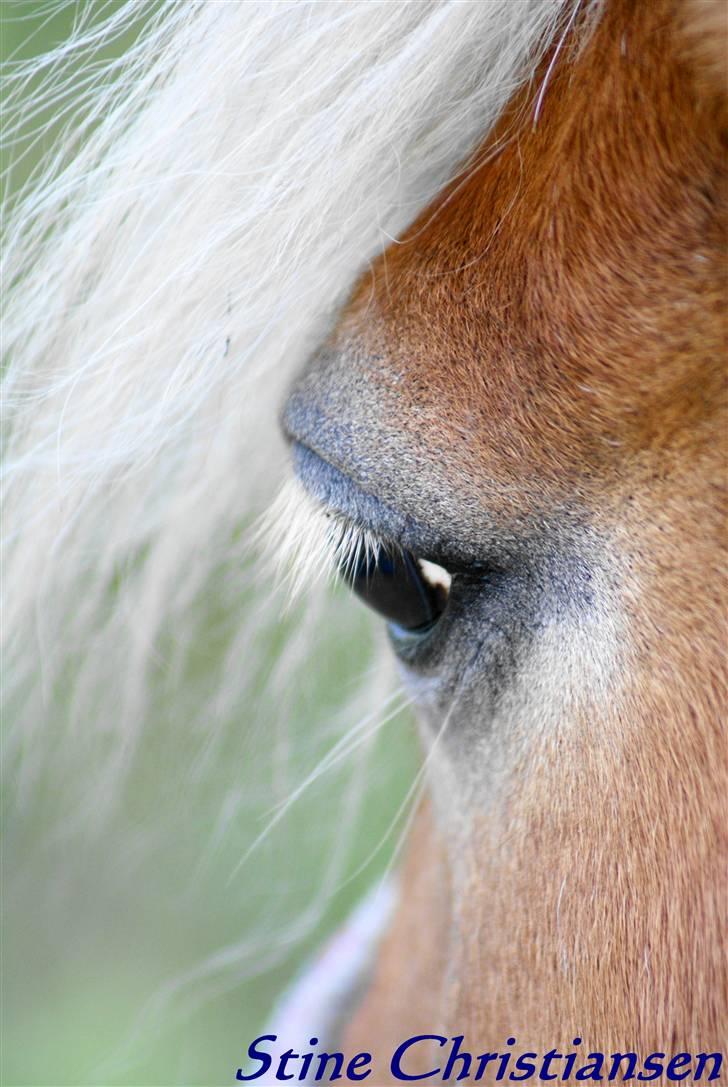 Shetlænder Lusi R.I.P <3 billede 18