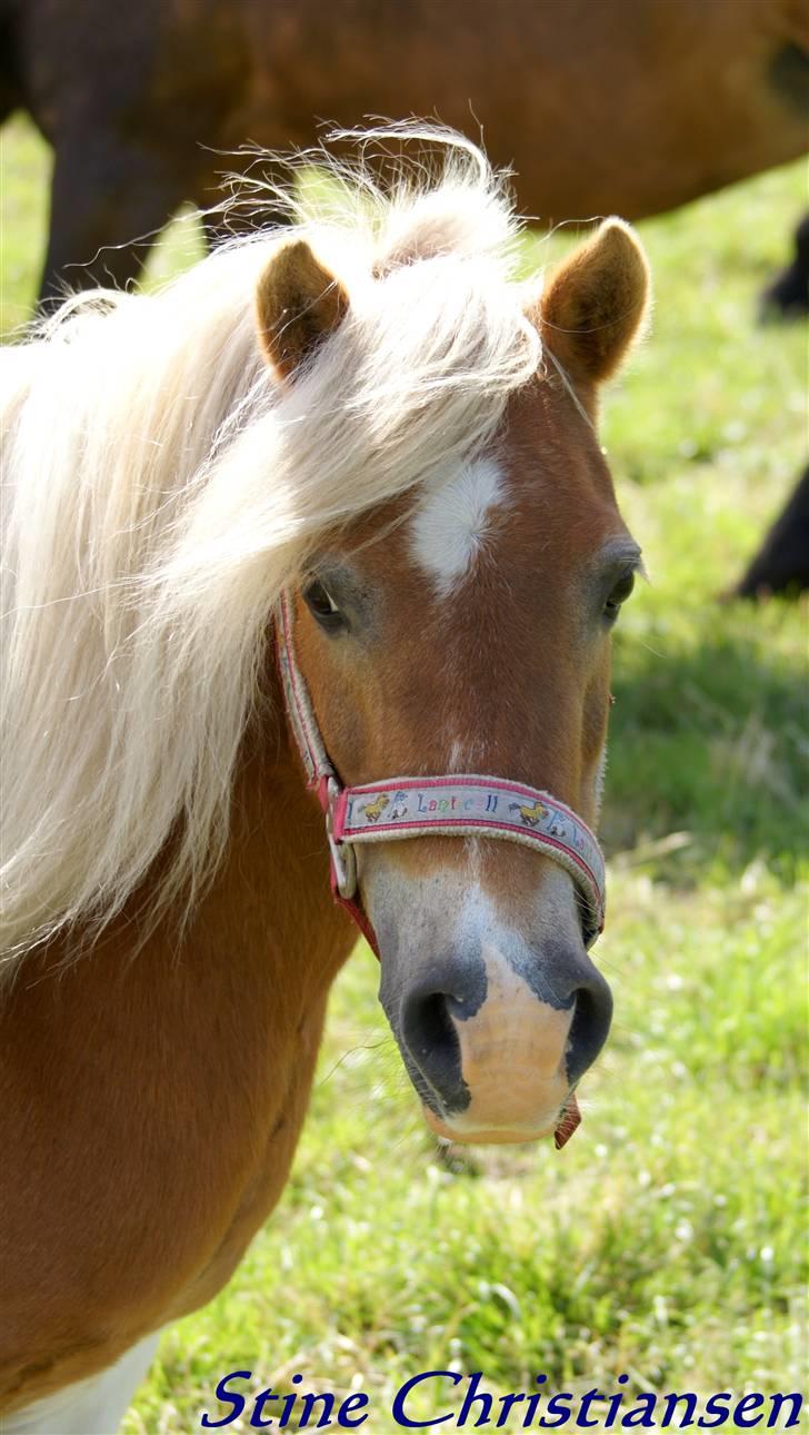 Shetlænder Lusi R.I.P <3 billede 19