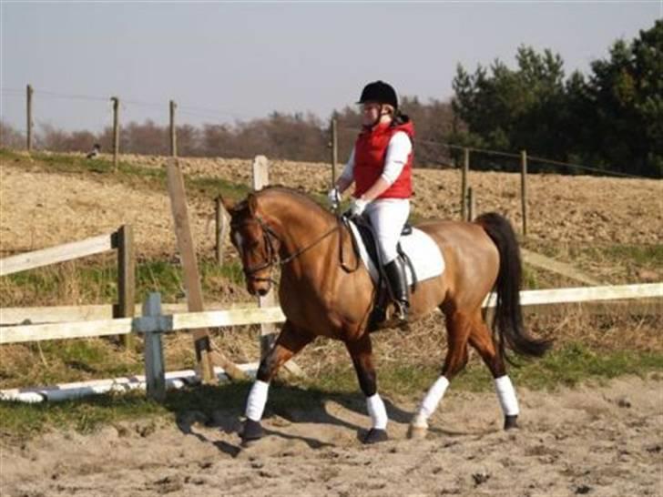 Dansk Varmblod Candor Højvang billede 1