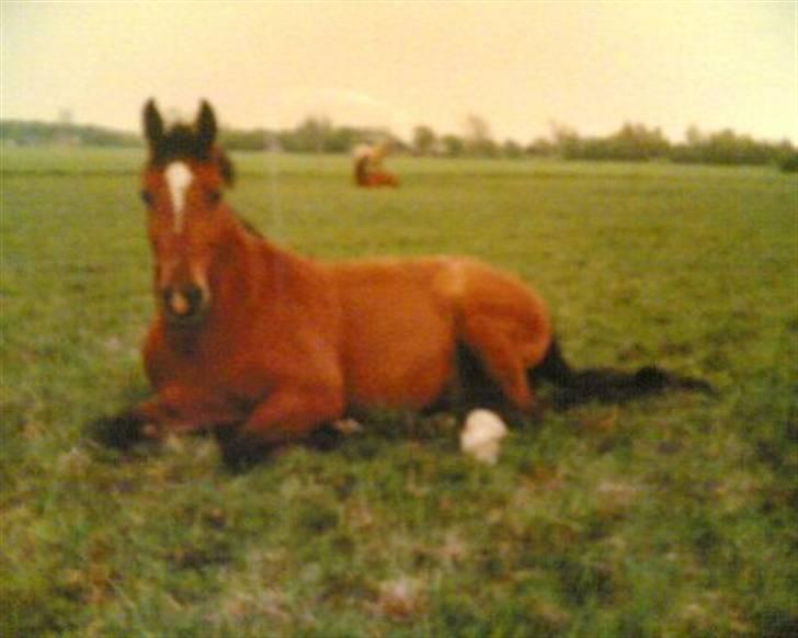 Dansk Varmblod Candor Højvang billede 2