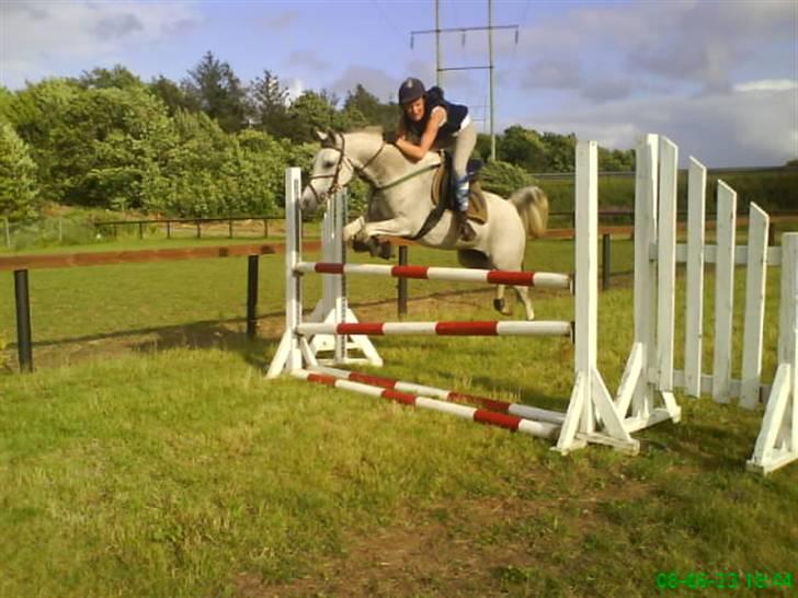Arabisk fuldblod (OX) -Bispar OX + SOLGT billede 6