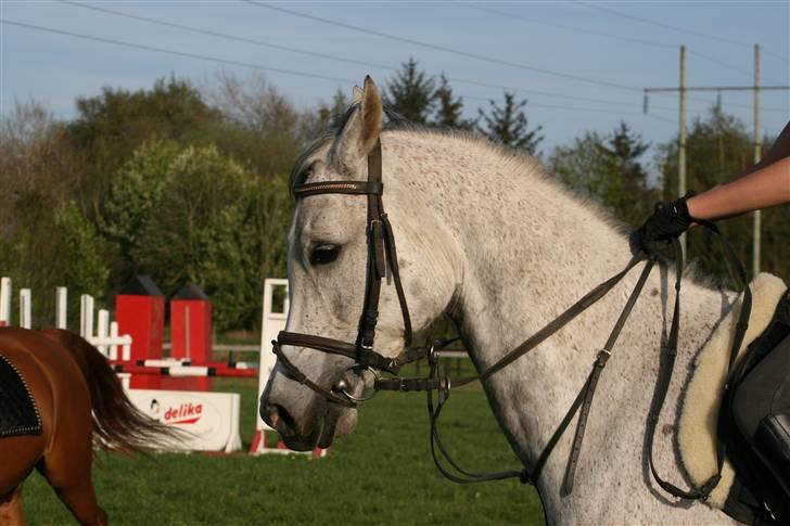 Arabisk fuldblod (OX) -Bispar OX + SOLGT billede 11