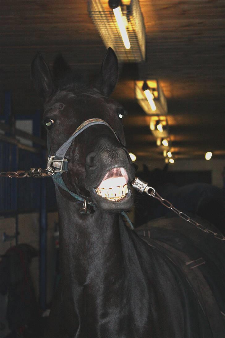 New Forest Oosterhoeven's Larino - Min total unormale pony har lært at smile på kommando billede 3