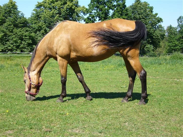 Paint Golden Back Kick  billede 7