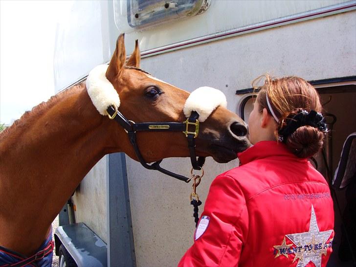 Arabisk fuldblod (OX) Mister Leon ox - Leon :* Foto: Amanda Piil Hansen billede 1