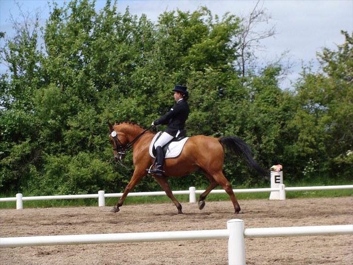 Arabisk fuldblod (OX) Mister Leon ox - Leon :* Foto: Amanda Piil Hansen billede 2