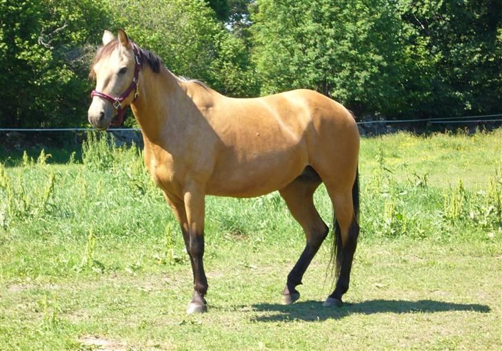 Paint Golden Back Kick  billede 8