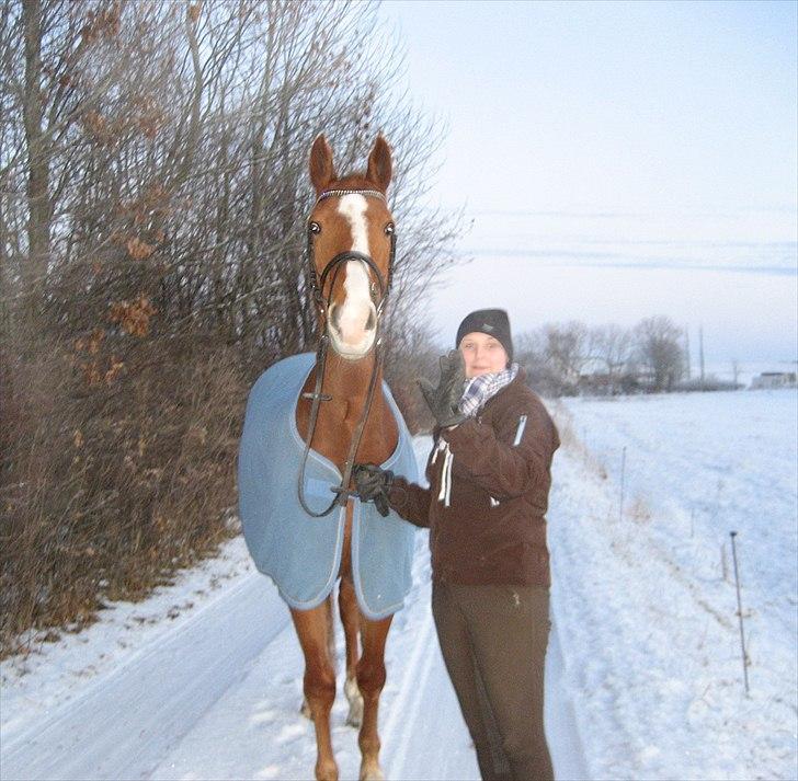 Dansk Varmblod Victor  Solgt billede 8
