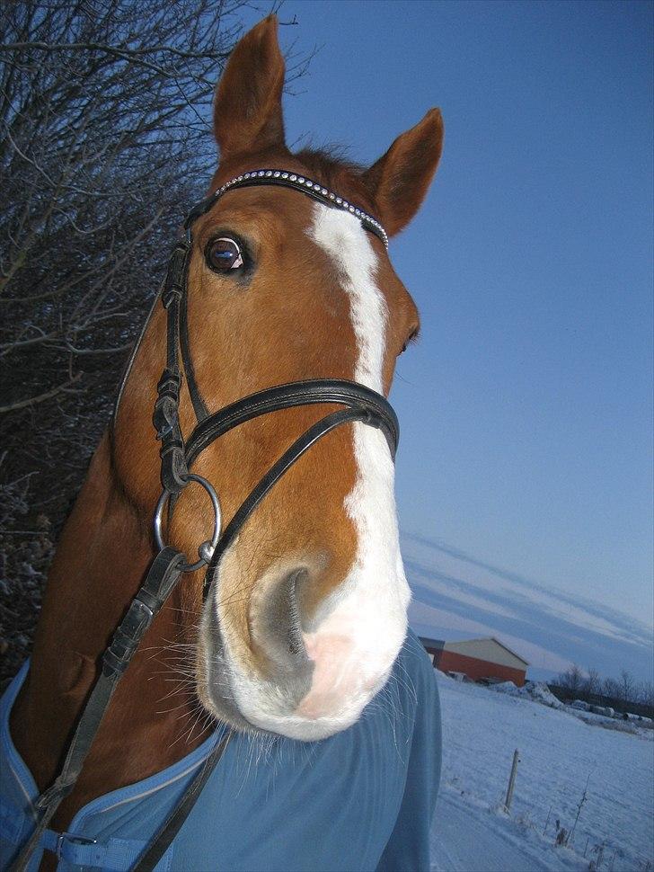 Dansk Varmblod Victor  Solgt billede 9