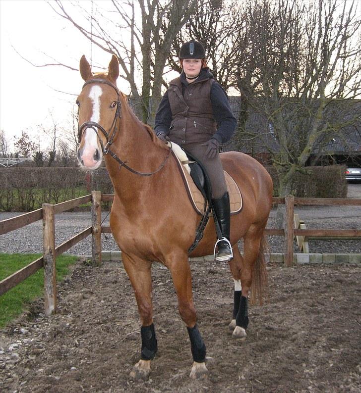 Dansk Varmblod Victor  Solgt billede 12