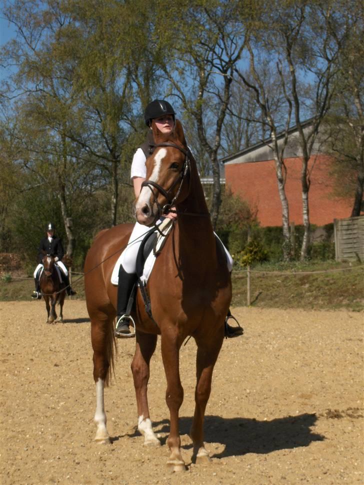 Dansk Varmblod Victor  Solgt billede 13