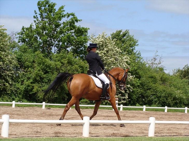 Arabisk fuldblod (OX) Mister Leon ox - Leon :* Foto: Amanda Piil Hansen billede 9