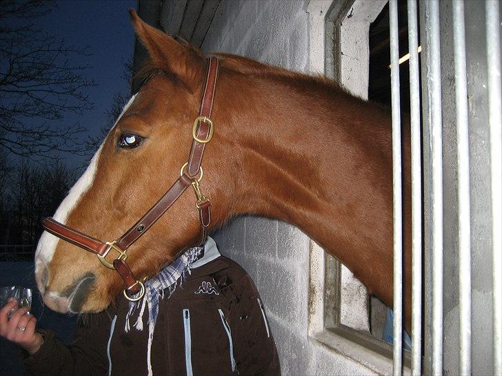 Dansk Varmblod Victor  Solgt billede 15