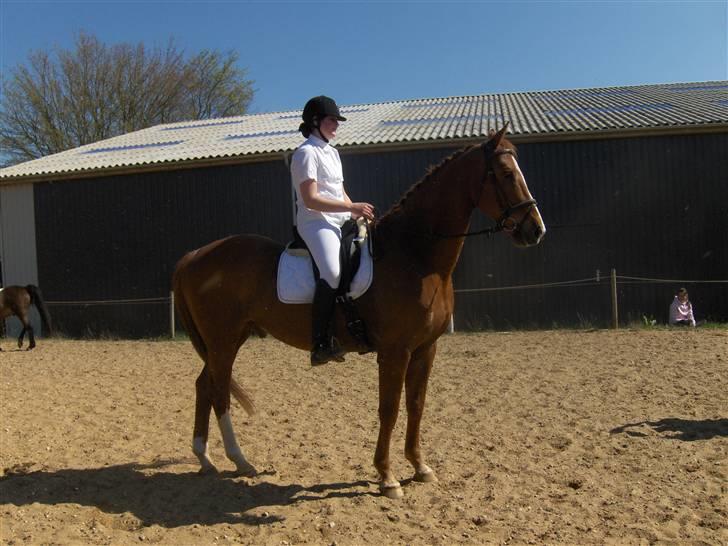 Dansk Varmblod Victor  Solgt billede 19