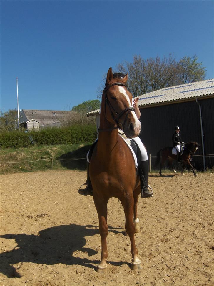 Dansk Varmblod Victor  Solgt billede 20