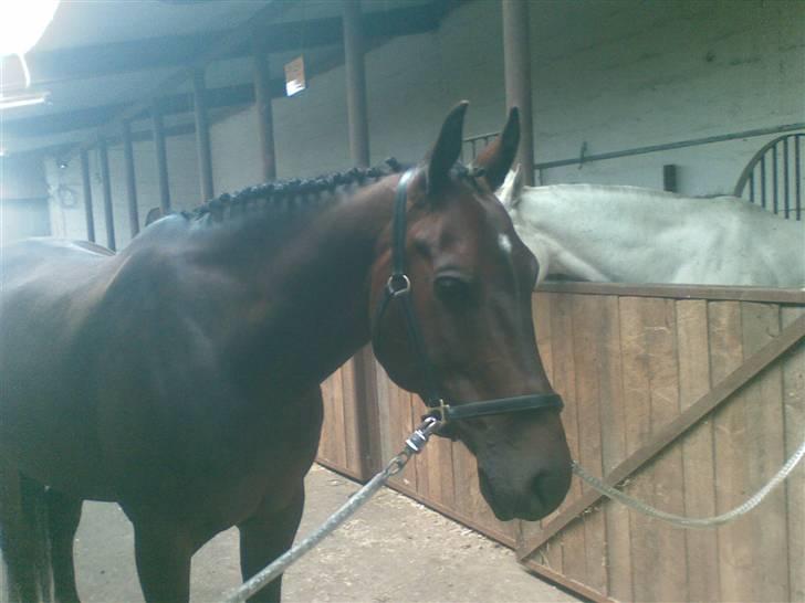 Anden særlig race Apollon/Polle(mor's)  - D. 26 juni <3 På vej til stævne :D billede 16