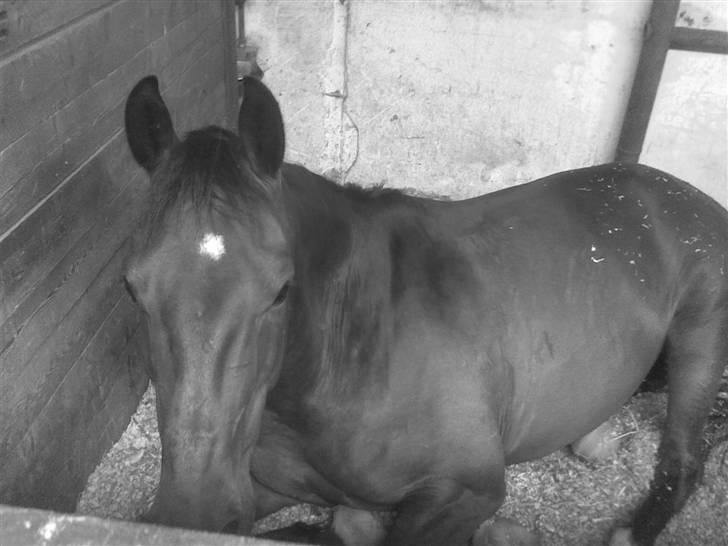 Anden særlig race Apollon/Polle(mor's)  - Polle i sin nye boks<3 Han sover (;  billede 17