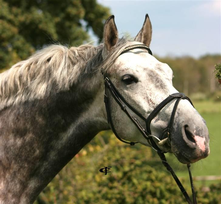 Polsk Varmblod KorTez - Waauur<3<3. for du for lækker! billede 2