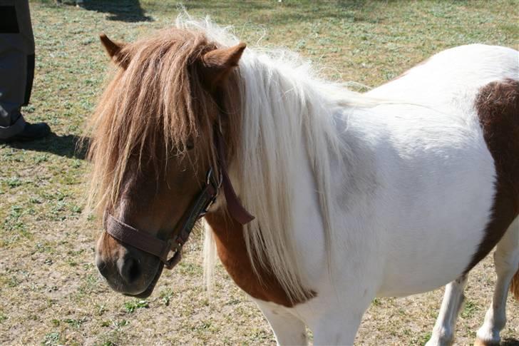 Shetlænder team linnets cirkeline billede 1