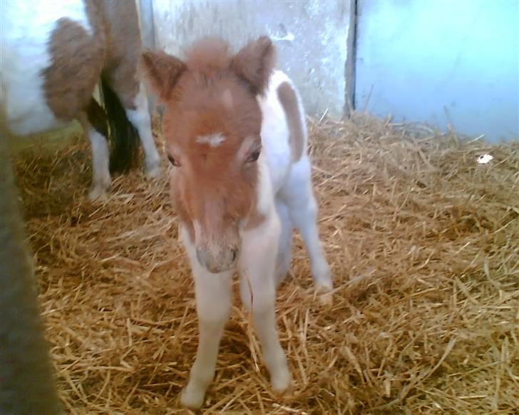 Shetlænder team linnets cirkeline - den dag hun blev født:) billede 2