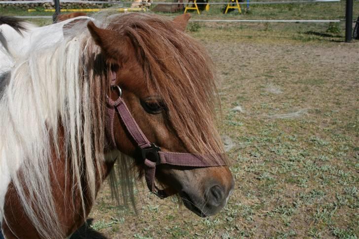 Shetlænder team linnets cirkeline billede 3