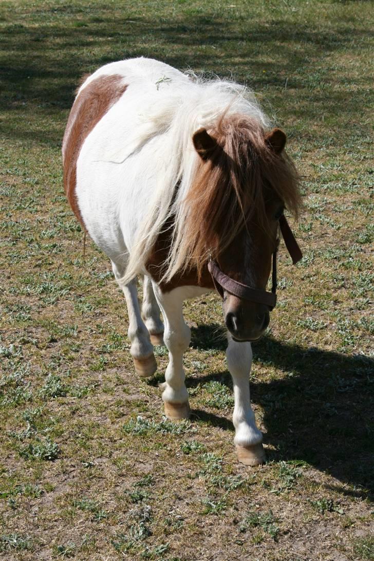 Shetlænder team linnets cirkeline billede 4