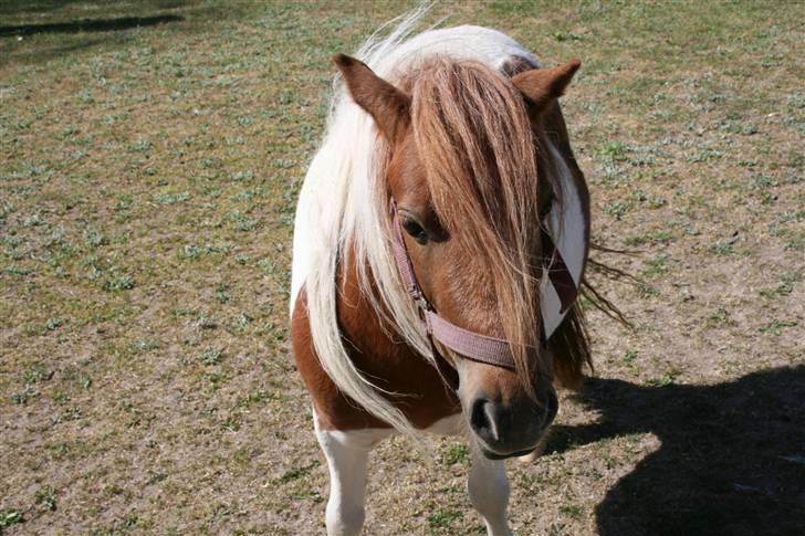 Shetlænder team linnets cirkeline billede 5